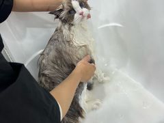 -爱洗澡的猫(天河路店)