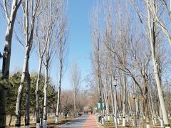 -大兴滨河森林公园