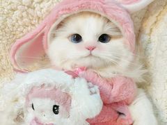 -lincat·猫舍(广州店)