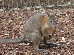 -费瑟代尔野生动物园