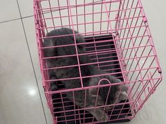 -思琪宠物医院(昆山花桥店)