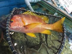 -海九澎湖海鲜餐厅