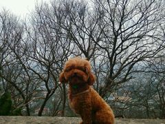 -上海佘山国家森林公园西佘山园