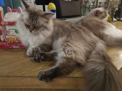 大堂-共舞时光猫咖·狗咖(新街口店)