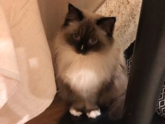 -猫友咖啡店(玉林西路店)