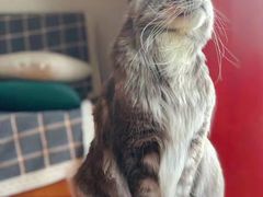 -十年猫舍·猫咪专门店(普陀店)