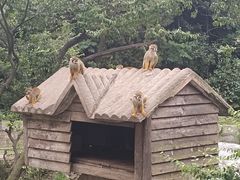 -上海野生动物园