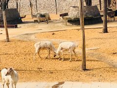 -石家庄市动物园