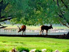 -北京麋鹿生态实验中心