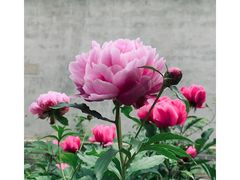 -丰台花园