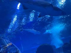 -成都浩海立方海洋公园