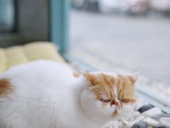 -喵屿·大理花园猫咖