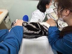-美美宠物诊疗中心·异宠·骨科(滨江东信分院)