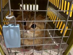 -babydoll猫舍·米努特·德文·缅因(久光中心店)