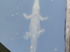 -清迈夜间动物园