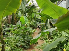 -呀路古热带植物园