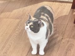 -有猫主题·治愈系猫咖(曾厝垵店)