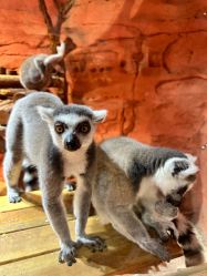 -Zoolung Zoolung动物主题公园(海信广场店)