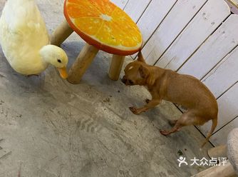 今天问了店家，是否家里可以养羊驼，得到的答案是