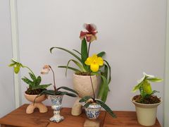 -上海鲜花港