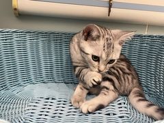 -纳吉亚猫专科动物医院·北北分院