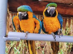-西霞口神雕山野生动物世界