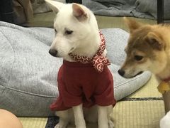 -逗柴咖啡屋·狗咖猫咖宠物桌游