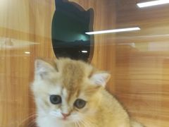 -猫十亿·布偶金渐层·曼基康矮脚猫舍(青年路店)