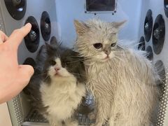 -佳雯宠物医院·皮肤科·内外科(春晓路分院)