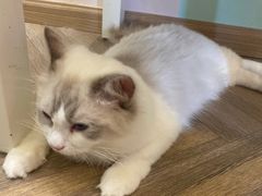 -酷豆宠物咖啡·宠物美食·撸猫馆