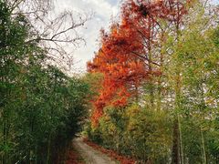 -西溪国家湿地公园