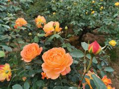-都江堰玫瑰花溪谷