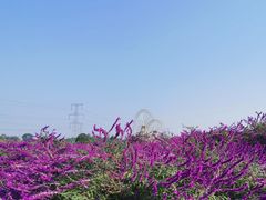 -紫颐香薰山谷景区