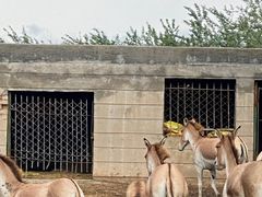 -青藏高原野生动物园