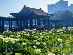 -莲花池公园