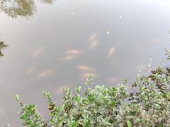 -西湖外事游船(花港观鱼码头)