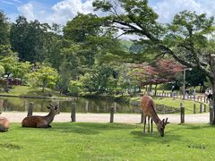 -奈良公园