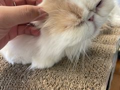 -Cappucimeow猫咪咖啡馆(韦伯时代店)
