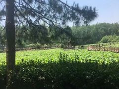 -合肥滨湖国家森林公园