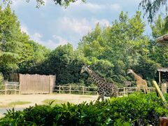 -上海野生动物园老虎餐厅