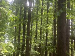 -黄海国家森林公园