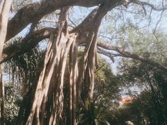 -瑞丽独树成林风景区