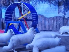 -芜湖新华联大白鲸海洋公园