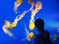 -太平洋海底世界