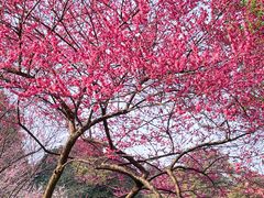 -杭州植物园