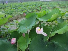 景点-武汉紫薇都市田园