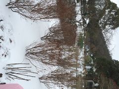 汉拿树木园-汉拿树木园