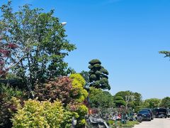-龙大花卉苗木市场