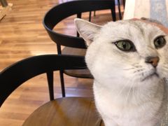 -喵屋coffee