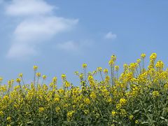 -绵阳盛世樱花悠乐谷